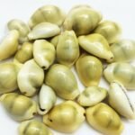 PEPPERLONELY 25PC Money Cowrie Sea Shells, Monetaria Monta Shells, 3/4 Inch ~ 1-... - Image 2