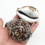 PEPPERLONELY 5PC Polished Tiger Cowrie Sea Shells, 2-1/2 Inch ~ 3-1/4 Inch - Image 3
