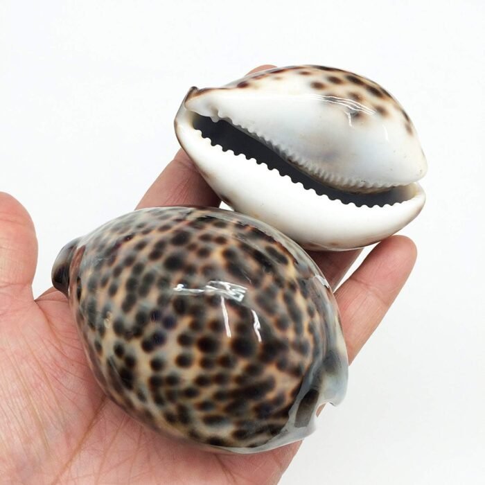 PEPPERLONELY 5PC Polished Tiger Cowrie Sea Shells, 2-1/2 Inch ~ 3-1/4 Inch - Image 3