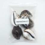 PEPPERLONELY 5PC Polished Tiger Cowrie Sea Shells, 2-1/2 Inch ~ 3-1/4 Inch - Image 4
