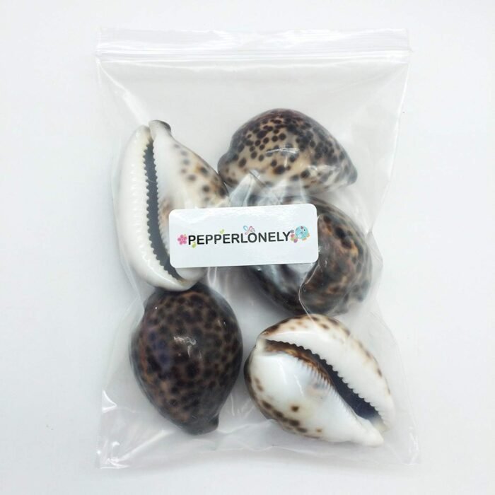 PEPPERLONELY 5PC Polished Tiger Cowrie Sea Shells, 2-1/2 Inch ~ 3-1/4 Inch - Image 4