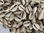 Caracoles | Mano de 21 Caracoles | Caracoles Abiertos Cowrie Shells - Image 3