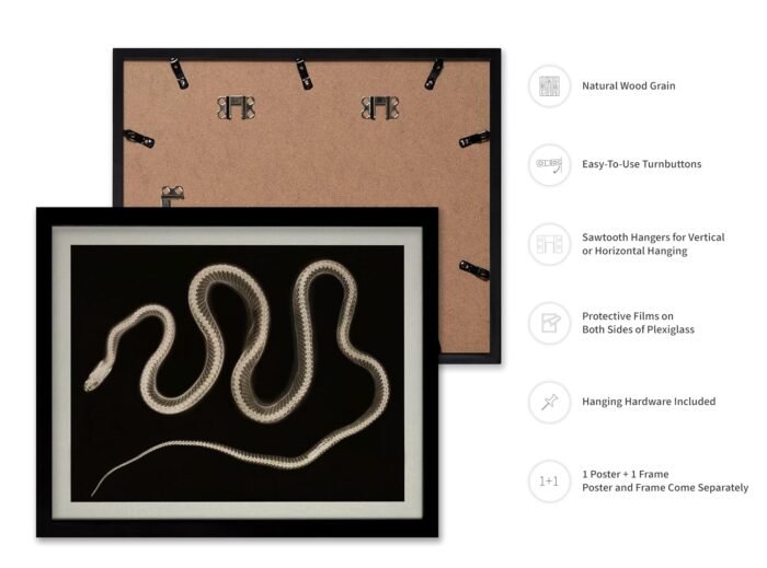 Monem Art Vintage Snake Poster - Retro X-Ray Snake Print - Serpent Art - Reptile... - Image 3