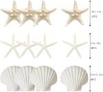 JQAQJU 3-4 Inches Large Starfish and Scallop Shells for Crafts 12PCS, Natural Be... - Image 4