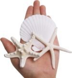 JQAQJU 3-4 Inches Large Starfish and Scallop Shells for Crafts 12PCS, Natural Be... - Image 7