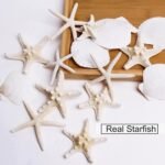 JQAQJU 3-4 Inches Large Starfish and Scallop Shells for Crafts 12PCS, Natural Be... - Image 8
