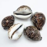 PEPPERLONELY 5PC Polished Tiger Cowrie Sea Shells, 2-1/2 Inch ~ 3-1/4 Inch - Image 2