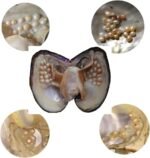 Oyster Pearls, POSHOPS Freshwater Cultured Big Oysters with Pearls Inside Pearl ... - Image 4