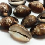 PEPPERLONELY 12PC Serpent's Head Cowrie Sea Shells, Cyprae Caputserpentis Shells... - Image 3