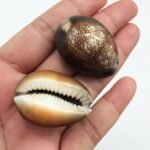 PEPPERLONELY 12PC Serpent's Head Cowrie Sea Shells, Cyprae Caputserpentis Shells... - Image 4