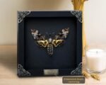 Real Death Head Moth Acherontia Black Frame Skull Butterfly Handmade Shadow Box ... - Image 3