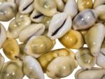 Yellow Money Cowrie Shells (100-Pack) - Image 3