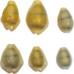 Yellow Money Cowrie Shells (100-Pack) - Image 4