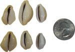 Yellow Money Cowrie Shells (100-Pack) - Image 5