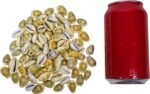 Yellow Money Cowrie Shells (100-Pack) - Image 7