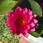 Florida Water Lily Bundle - 4 Pre-Grown Hardy Lilies Rhizomes in Dark Blue, Purp... - Image 3