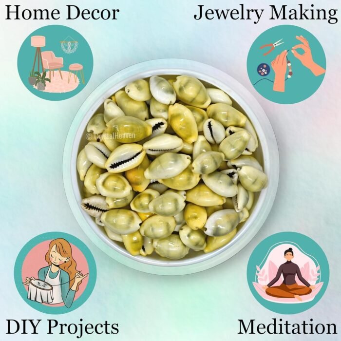 Export Quality Lakshmi Puja Peeli Kodi/Yellow Kawri, Kodi Peeli Cowrie Sea Shell... - Image 3