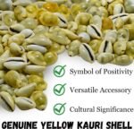 Export Quality Lakshmi Puja Peeli Kodi/Yellow Kawri, Kodi Peeli Cowrie Sea Shell... - Image 4
