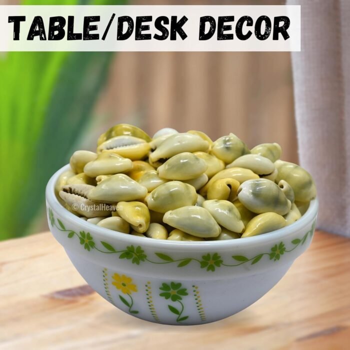 Export Quality Lakshmi Puja Peeli Kodi/Yellow Kawri, Kodi Peeli Cowrie Sea Shell... - Image 5