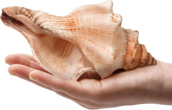 Giant Natural Conch Shell, Striped Fox Conch Seashell 6-7 inches, Large Sea Shel... - Image 3