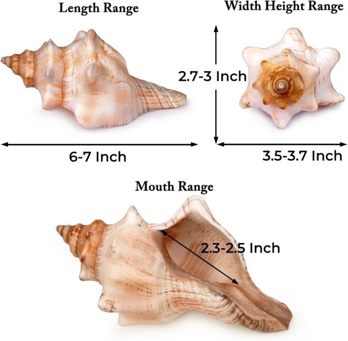 Giant Natural Conch Shell, Striped Fox Conch Seashell 6-7 inches, Large Sea Shel... - Image 8