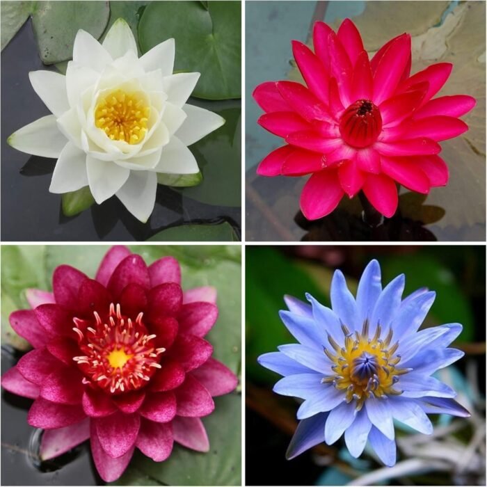 Florida Water Lily Bundle - 4 Pre-Grown Hardy Lilies Rhizomes in Dark Blue, Purp... - Image 2