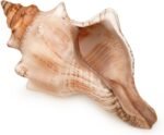 Giant Natural Conch Shell, Striped Fox Conch Seashell 6-7 inches, Large Sea Shel... - Image 2