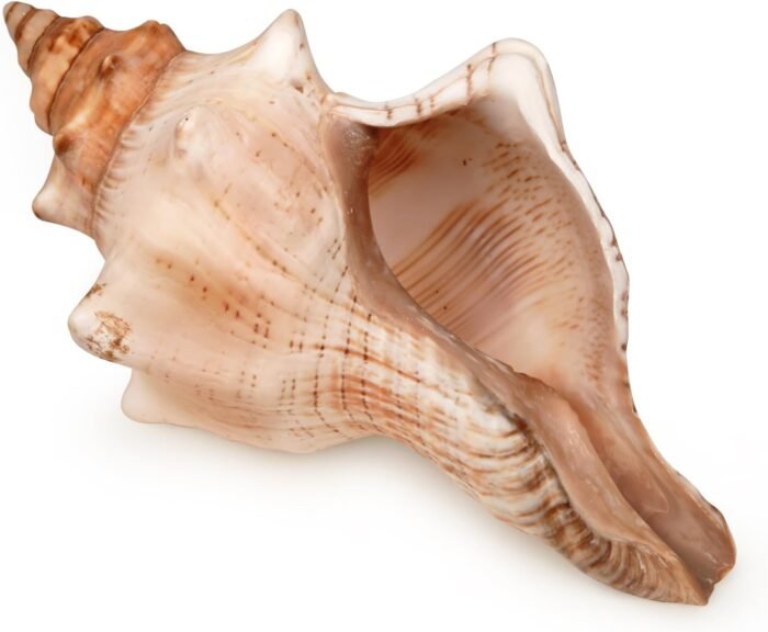 Giant Natural Conch Shell, Striped Fox Conch Seashell 6-7 inches, Large Sea Shel... - Image 2