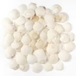 Jangostor 48 PCS Scallop Shells Natural Seashell, 1.5" to 2" White Scallop Shell... - Image 2