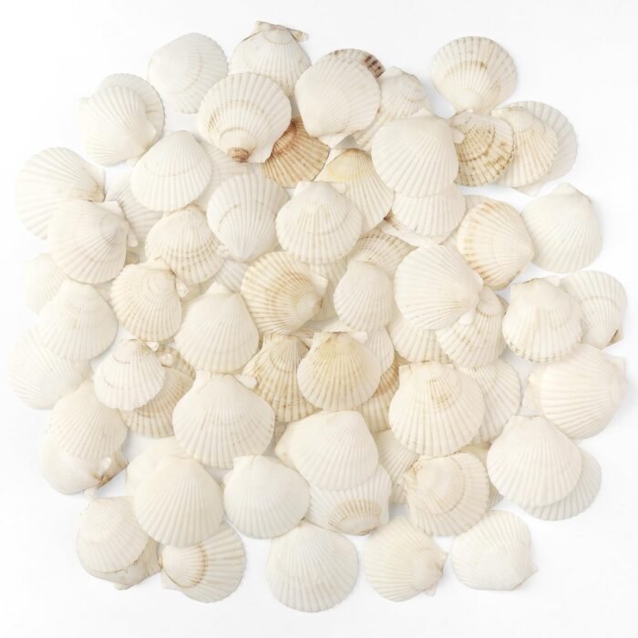 Jangostor 48 PCS Scallop Shells Natural Seashell, 1.5" to 2" White Scallop Shell... - Image 2