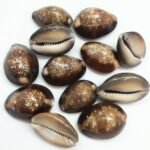 PEPPERLONELY 12PC Serpent's Head Cowrie Sea Shells, Cyprae Caputserpentis Shells... - Image 2