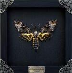 Real Death Head Moth Acherontia Black Frame Skull Butterfly Handmade Shadow Box ... - Image 2