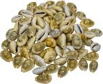 Yellow Money Cowrie Shells (100-Pack) - Image 2