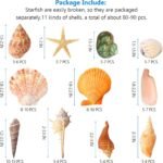 UEIEU gopiter Sea Shells - Beach Mixed Seashells - Various Size up to 2" Natural... - Image 3