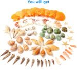 UEIEU gopiter Sea Shells - Beach Mixed Seashells - Various Size up to 2" Natural... - Image 4