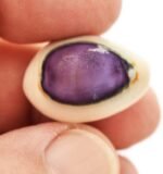 Set of 24 Select Purple Top Money Cowrie Shells Seashells 1/2-1" Shellcraft Cypr... - Image 3