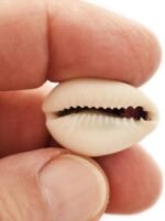 Set of 24 Select Purple Top Money Cowrie Shells Seashells 1/2-1" Shellcraft Cypr... - Image 4