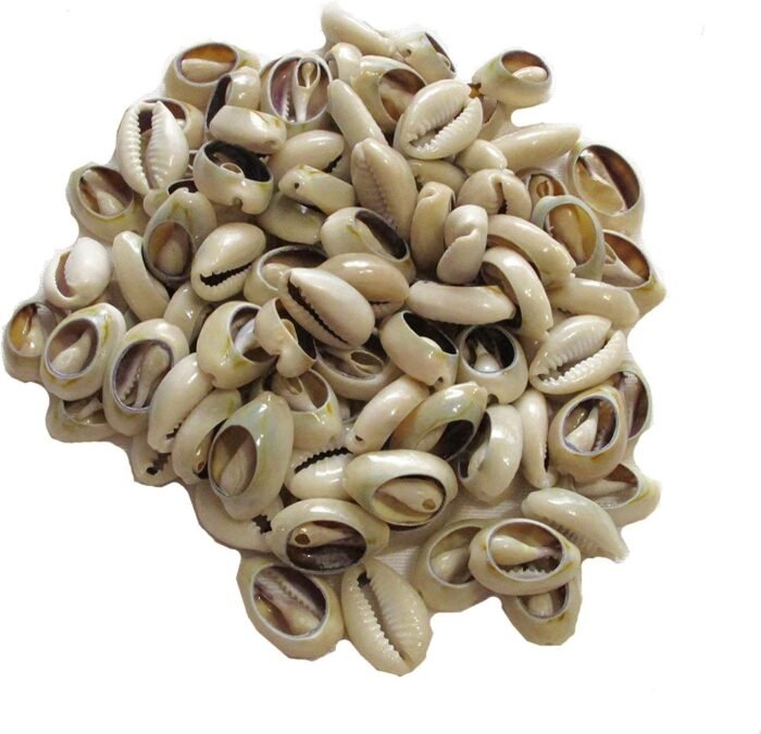 200+ Pcs Medium Bulk Cut Sea Shell Beads Cowrie Loose Cowry - Image 3