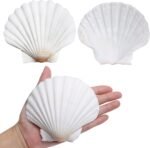 LUCKY BABY Scallop Shells for Crafts 4-5 Inches, 10pcs Large Sea Shells for Deco... - Image 2