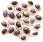 Set of 24 Select Purple Top Money Cowrie Shells Seashells 1/2-1" Shellcraft Cypr... - Image 2