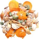UEIEU gopiter Sea Shells - Beach Mixed Seashells - Various Size up to 2" Natural... - Image 2