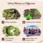 8pcs Wildly Harvested Thick Palo Santo Incense Sticks (Plant Based), 9” Long - E... - Image 4