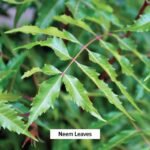 Banyan Botanicals Neem Powder - Organic Azadirachta Indica - Purifying Ayurvedic... - Image 4