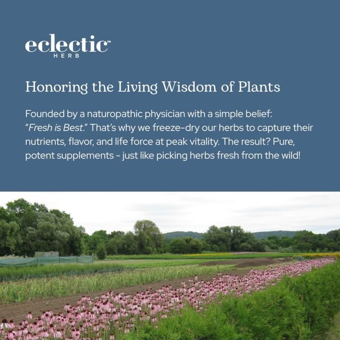 Eclectic Herb - Premium Freeze Dried Milk Thistle Capsules | Dietary Supplement ... - Image 9