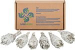 Sage Smudge Stick - 6 California White Sage Bundles Smudging Wands (Salvia Apian... - Image 4