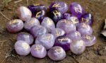 ZAICUS Amethyst Rune Stones - Gemstone Runes for Beginners Healing Crystal Kit A... - Image 6